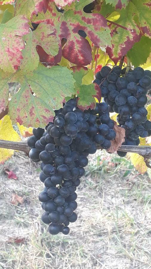 Agriturismo "Veritas" Bed & Wine Casaleggio Boiro ภายนอก รูปภาพ