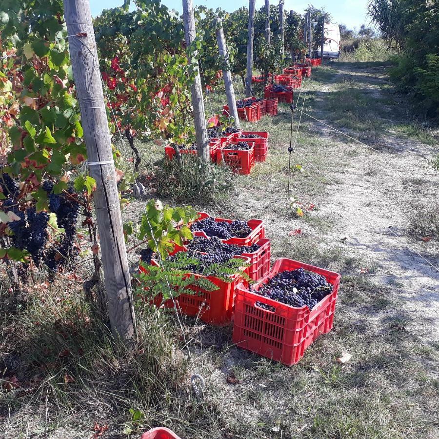 Agriturismo "Veritas" Bed & Wine Casaleggio Boiro ภายนอก รูปภาพ