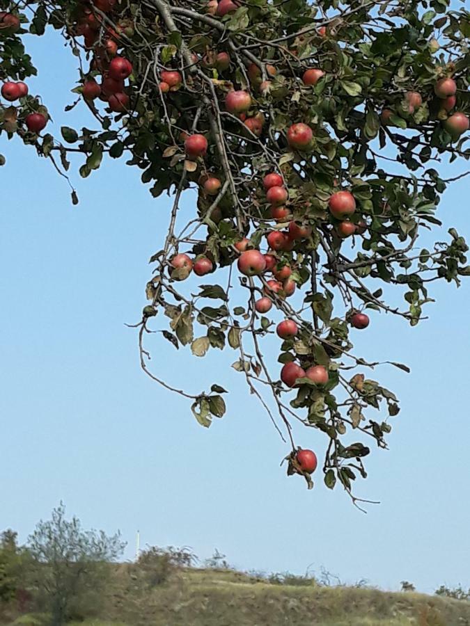 Agriturismo "Veritas" Bed & Wine Casaleggio Boiro ภายนอก รูปภาพ
