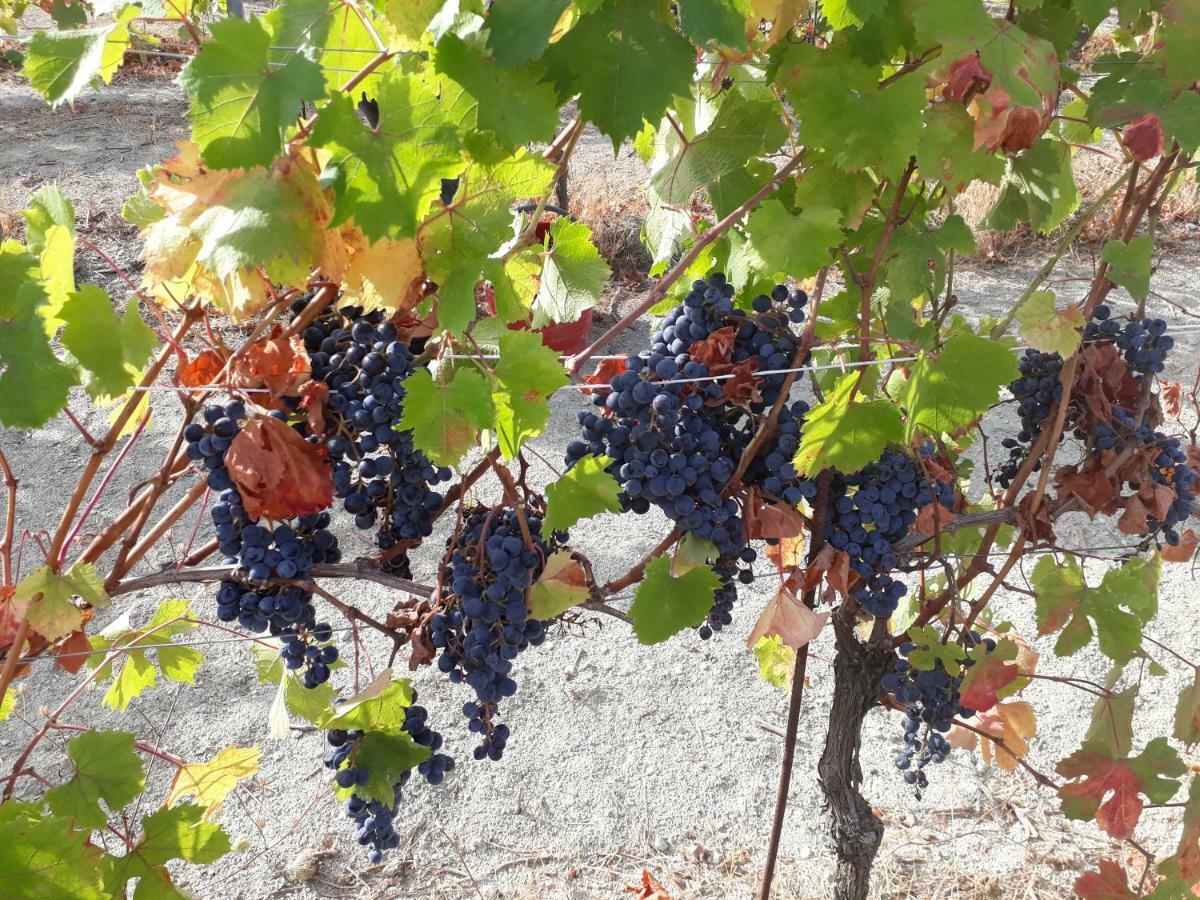 Agriturismo "Veritas" Bed & Wine Casaleggio Boiro ภายนอก รูปภาพ